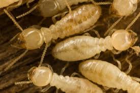 Termite Activity Gold Coast