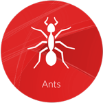 Ant spraying and eradication