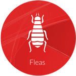 Flea spray pest control