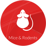 Mice and rat pest control