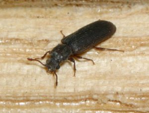 Pest Control Borer's Gold Coast