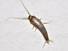 Silverfish Gold Coast