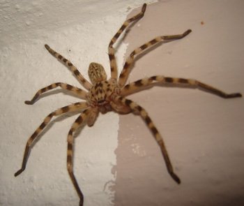 Pest Control Spiders Gold Coast