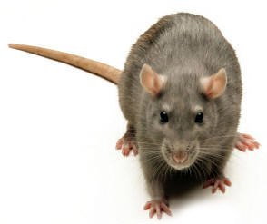 Pest Control for Rats & Mice