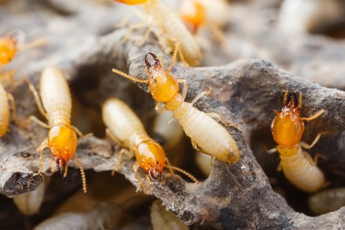 Termite control gold coast